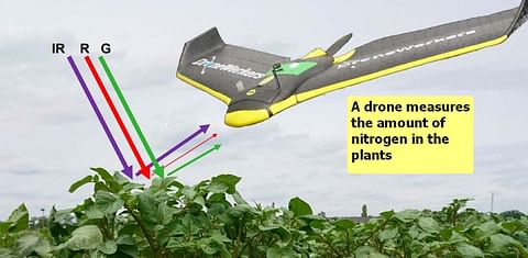 Drones can help optimize the use of nitrogen fertilization in potato farming
