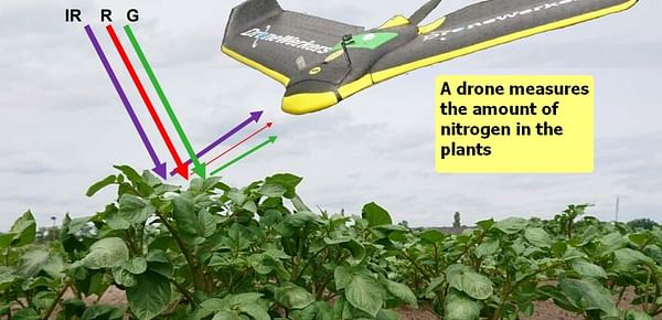 Drones can help optimize the use of nitrogen fertilization in potato farming