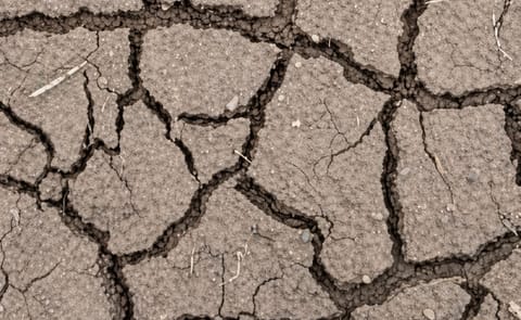 Universidad peruana desarrolla estudios para obtener papas resistentes a la sequía Universidad peruana desarrolla estudios para obtener papas resistentes a la sequía