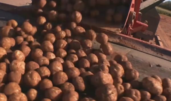 Drought dries up potato harvest revenue in New Brunswick