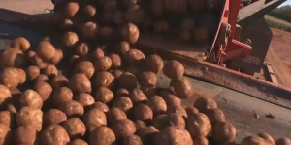 Drought dries up potato harvest revenue in New Brunswick
