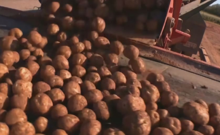 Drought dries up potato harvest revenue in New Brunswick
