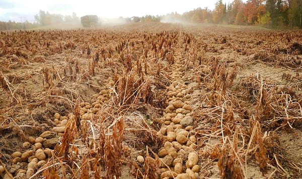 Maine, US: Drought shrinks Aroostook County potato yields