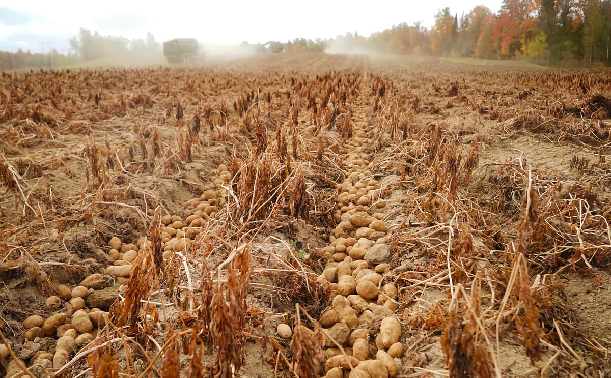 Maine, US: Drought shrinks Aroostook County potato yields
