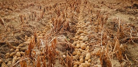 Maine, US: Drought shrinks Aroostook County potato yields