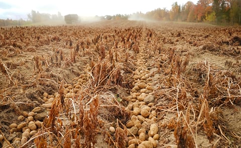 Maine, US: Drought shrinks Aroostook County potato yields
Maine, US: Drought shrinks Aroostook County potato yields