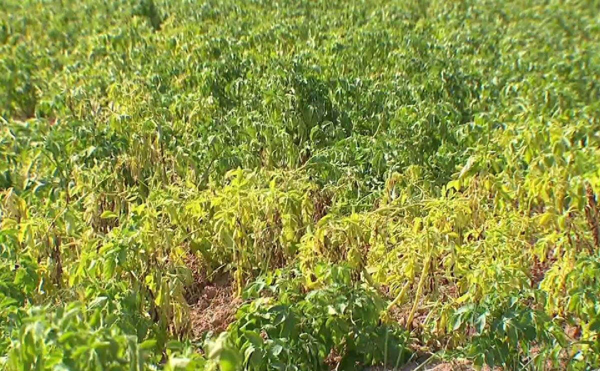 Drought-stricken potato plants in Prince Edward Island show signs of severe stress, as farmers brace for significant yield losses after one of the driest summers in decades.