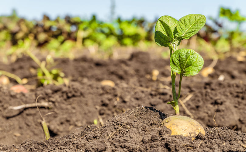 Resilient Roots: Potato Enduring Drought Conditions Resilient Roots: Potato Enduring Drought Conditions