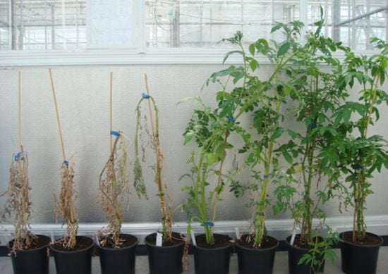 Potato drought tolerance research at Wageningen University Potato drought tolerance research Wageningen University