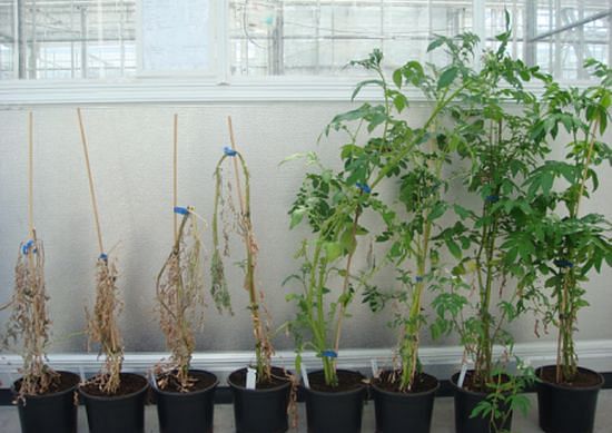 Potato drought tolerance research Wageningen University