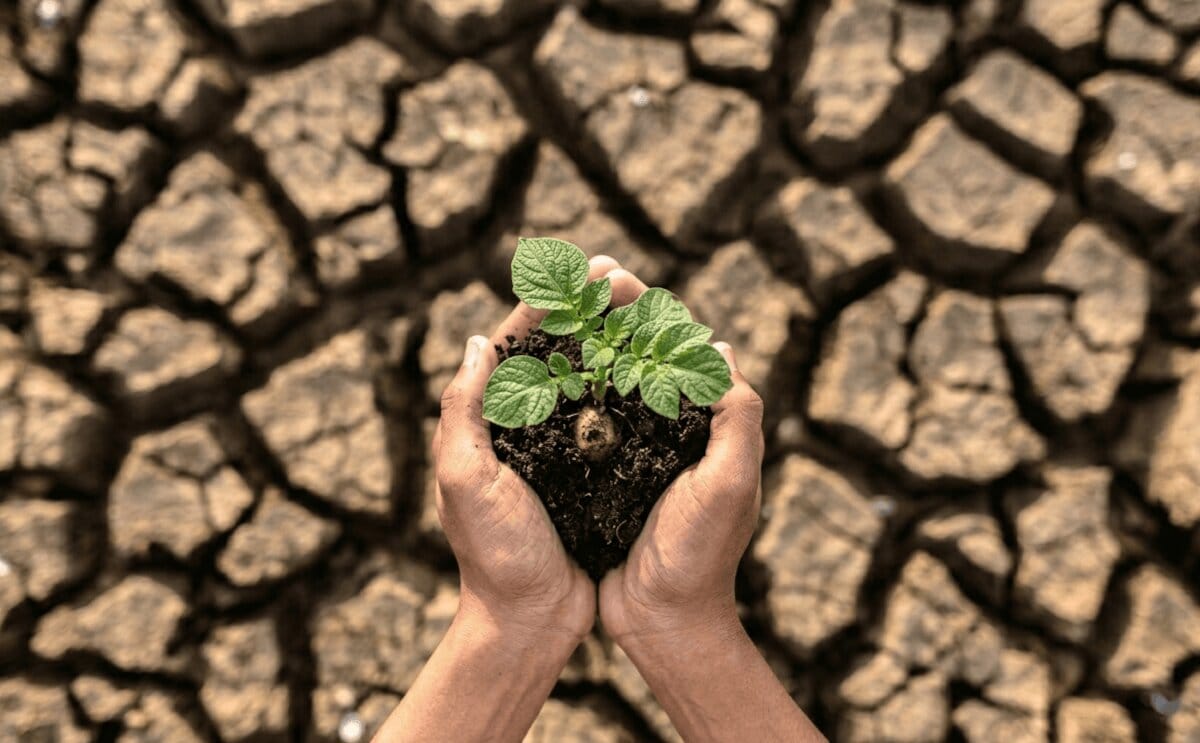 Drought Tolerance In Potato