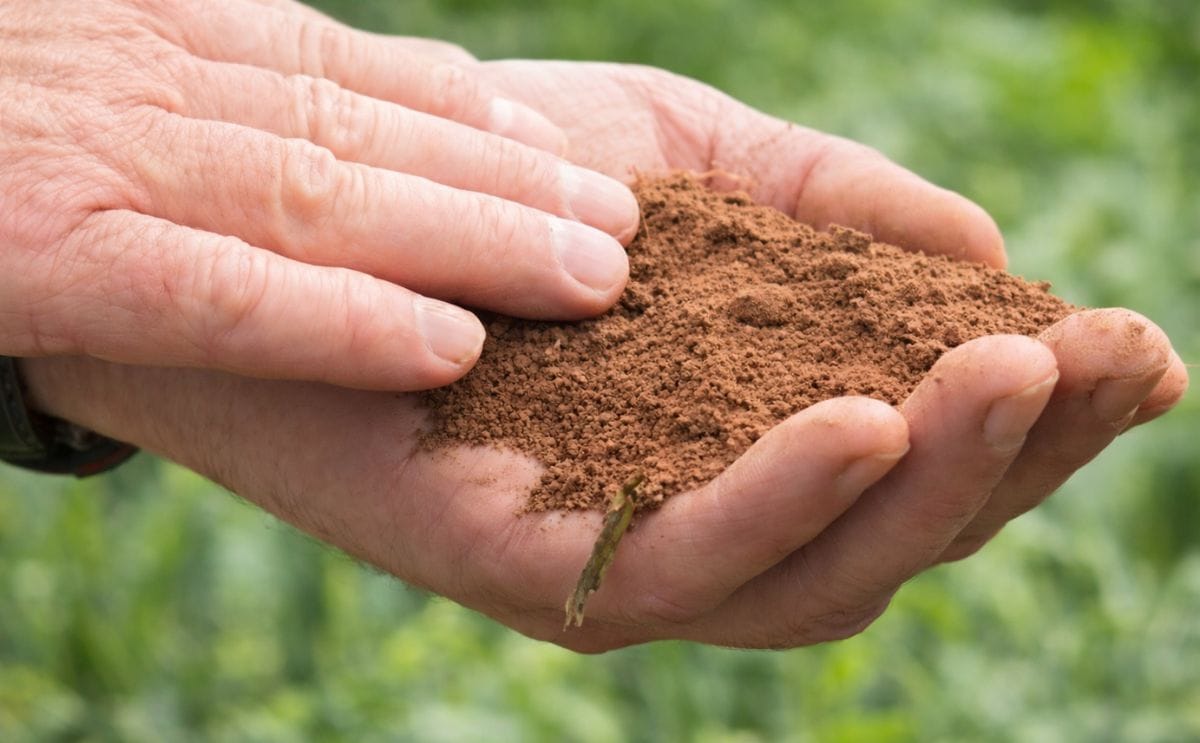 Dry weather could cut PEI crop yields by 15%