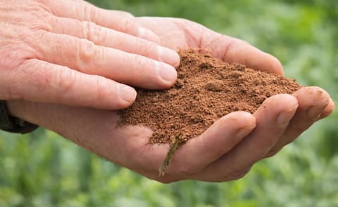 Dry weather could cut PEI crop yields by 15% Dry weather could cut PEI crop yields by 15%