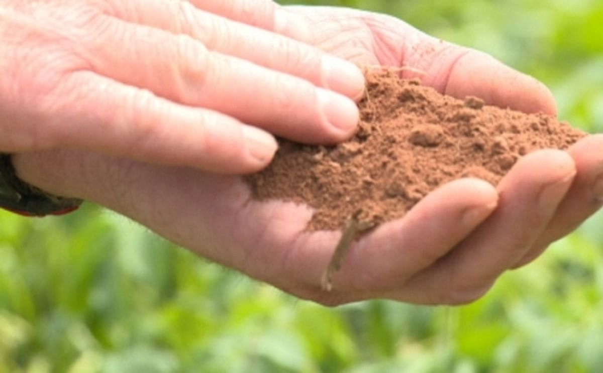 Dry weather could cut crop PEI crop yields by 15% Dry weather could cut crop PEI crop yields by 15%