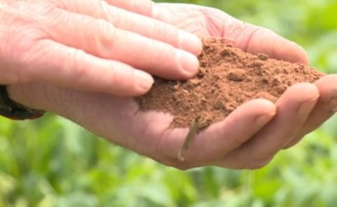 Dry weather could cut PEI crop yields by 15% Dry weather could cut PEI crop yields by 15%