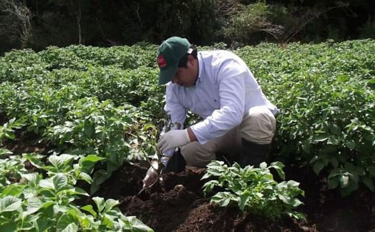 Chile: Buscan controlar plaga cuarentenaria en papa con plantas nativas