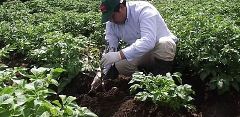 Chile: Buscan controlar plaga cuarentenaria en papa con plantas nativas
