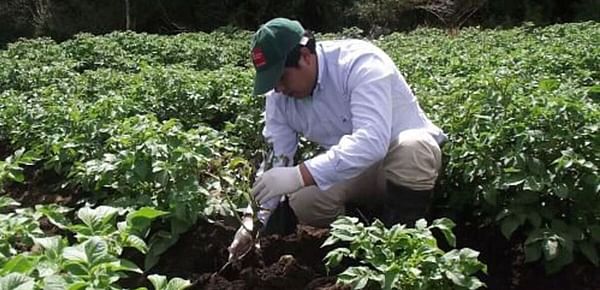 Chile: Buscan controlar plaga cuarentenaria en papa con plantas nativas