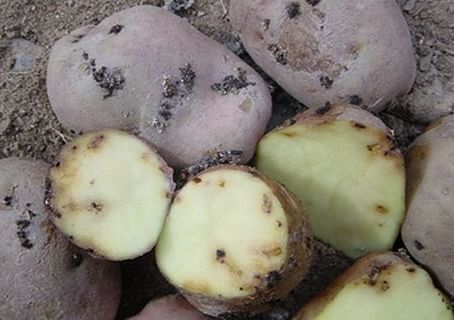 Damage caused by the Potato Tuber Moth can make potatoes coming out of store unsaleable Damage caused by the Potato Tuber Moth can make potatoes coming out of store unsaleable
