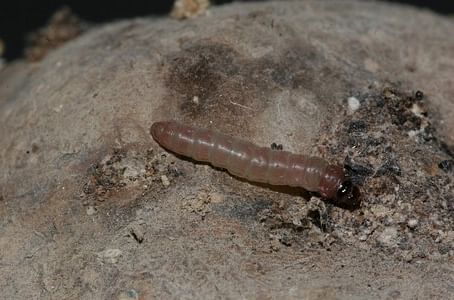 Most damage occurs when eggs hatch into larvae in-store, so pre-harvest sprays to prevent egg-laying are critical