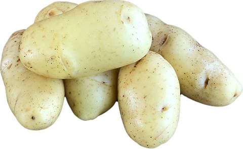 DUTCH CREAM DUTCH CREAM