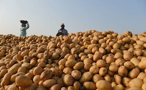 Dutch potato processing firms explore opportunities in India Dutch potato processing firms explore opportunities in India