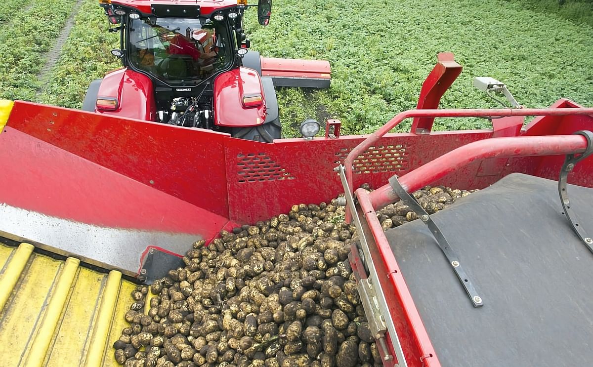 Dutch Potato processing Industry approaches 4 million tons milestone Dutch Potato processing Industry approaches 4 million tons milestone