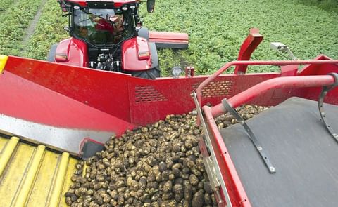 Potato manufacturers in the Netherlands are approaching the 4 million tons of processed potatoes mark annually. Potato manufacturers in the Netherlands are approaching the 4 million tons of processed potatoes mark annually.