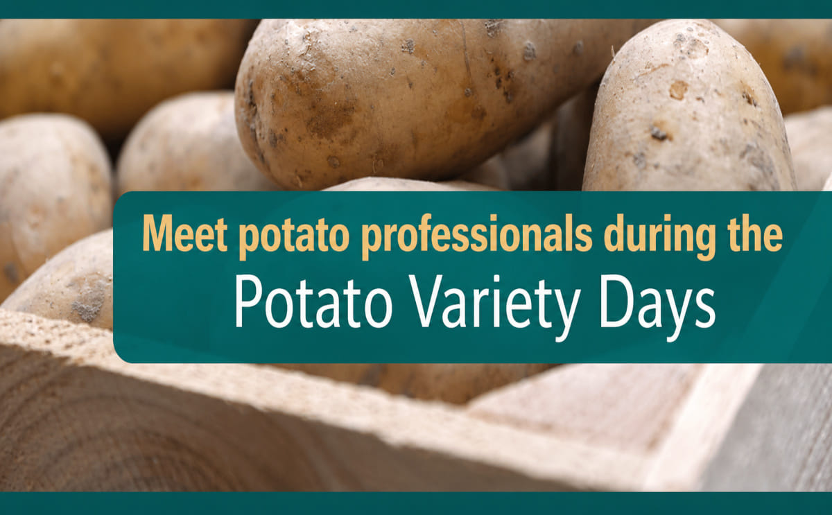 Dutch Potato Variety Days Showcasing the Future of Global Potato Innovation