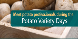 Dutch Potato Variety Days Showcasing the Future of Global Potato Innovation Dutch Potato Variety Days Showcasing the Future of Global Potato Innovation