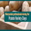 Dutch Potato Variety Days