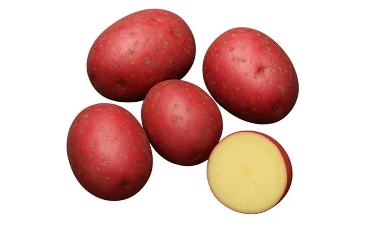 DUTCH ROBJIN DUTCH ROBJIN