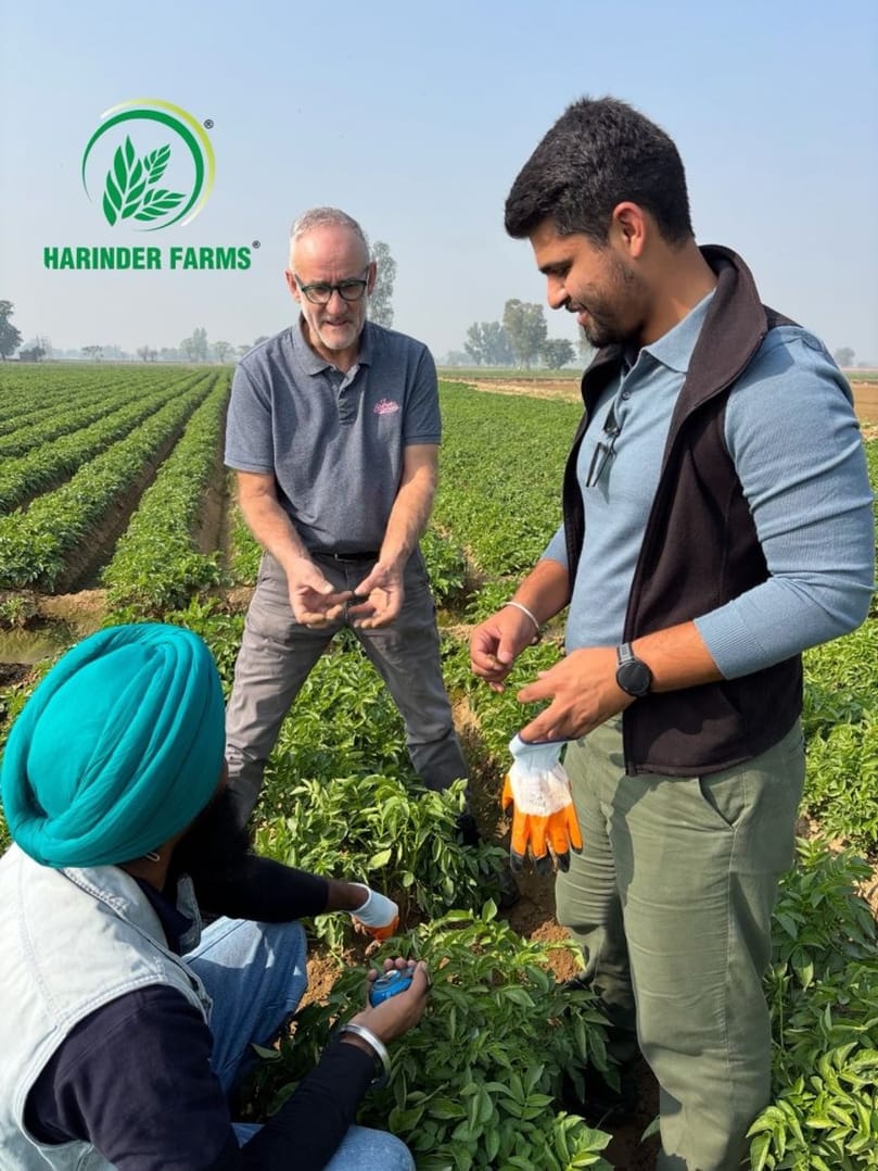  Dutch seed potato expert conducting field evaluations with the Harinder Farms team during a technical visit in Jalandhar, Punjab.