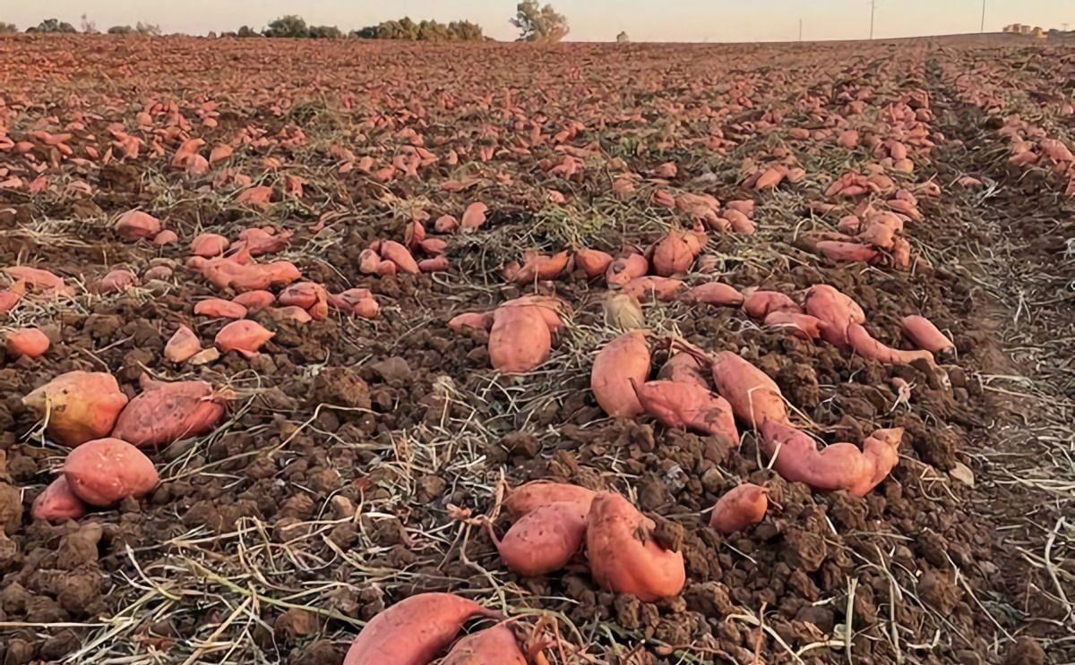 Growing sweet potatoes in the Netherlands? Yields must improve to make it profitable Growing sweet potatoes in the Netherlands? Yields must improve to make it profitable