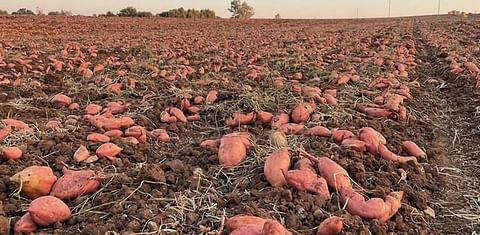 Growing sweet potatoes in the Netherlands? Yields must improve to make it profitable