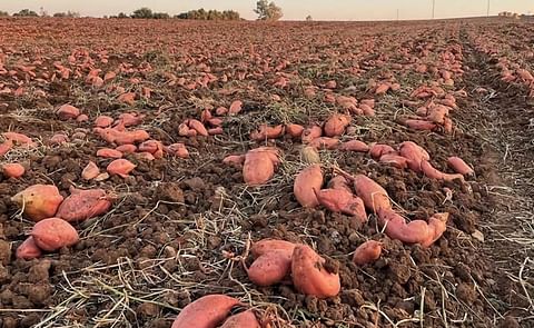 Dutch sweet potato yields must improve to cover costs Dutch sweet potato yields must improve to cover costs