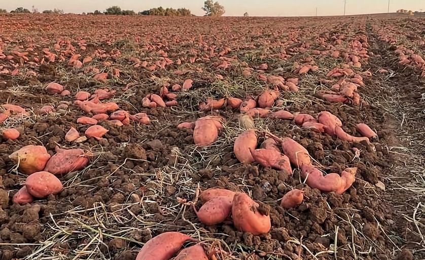 Dutch sweet potato yields must improve to cover costs