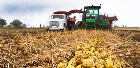 Ample supplies of medium and small size potatoes on the market in Idaho