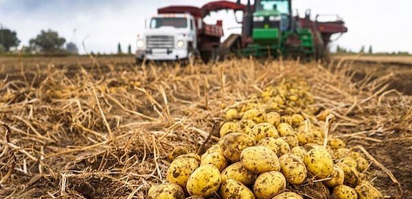 Ample supplies of medium and small size potatoes on the market in Idaho