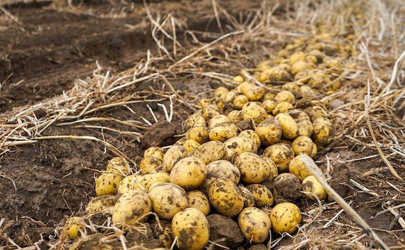 So far this season, the volumes and demand for the potatoes have been steady.