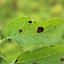 Early Blight