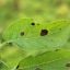 Early Blight