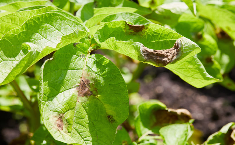 Early Blight in Potato: A Global Challenge for Yield and Tuber Quality