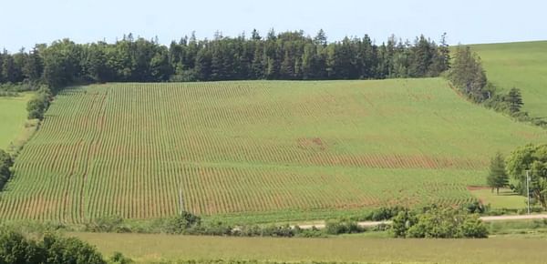 Early 'closing in the rows' good sign for P.E.I. potato crop