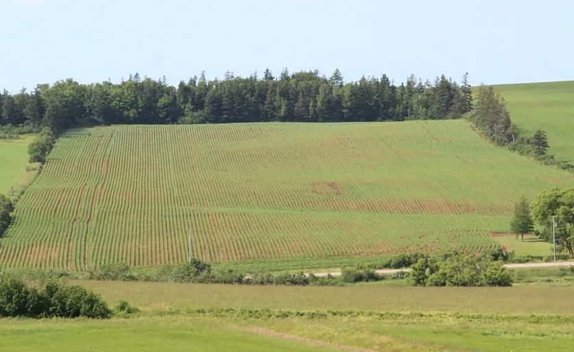 In some Prince Edward Island potato fields the rows are already closing over, shading the soil and keeping in moisture. (Courteys: Kevin Yarr / CBC)