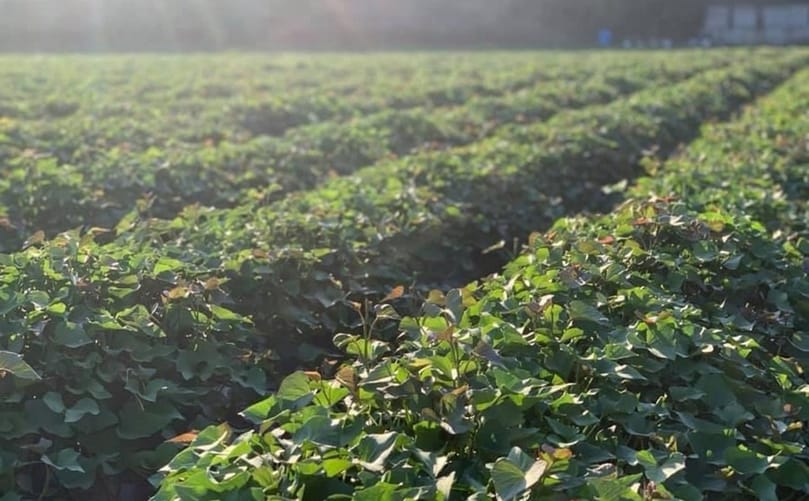 Sweet potato fields in Spain showing strong early-season growth despite national production challenges caused by drought and excess moisture.