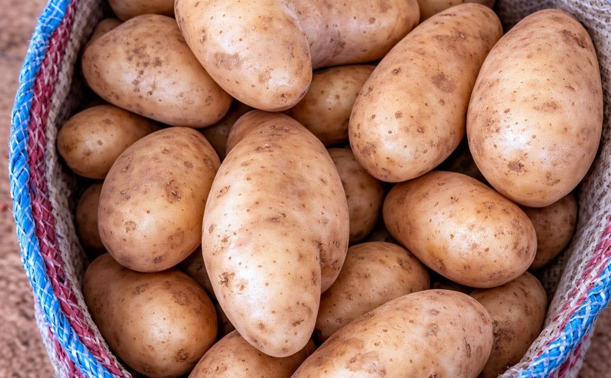 In Italy, early potatoes from North Africa are the leading product on the market