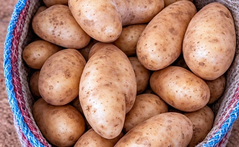 In Italy, early potatoes from North Africa are the leading product on the market In Italy, early potatoes from North Africa are the leading product on the market