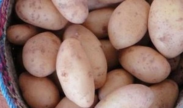 In Italy, early potatoes from North Africa are the leading product on the market