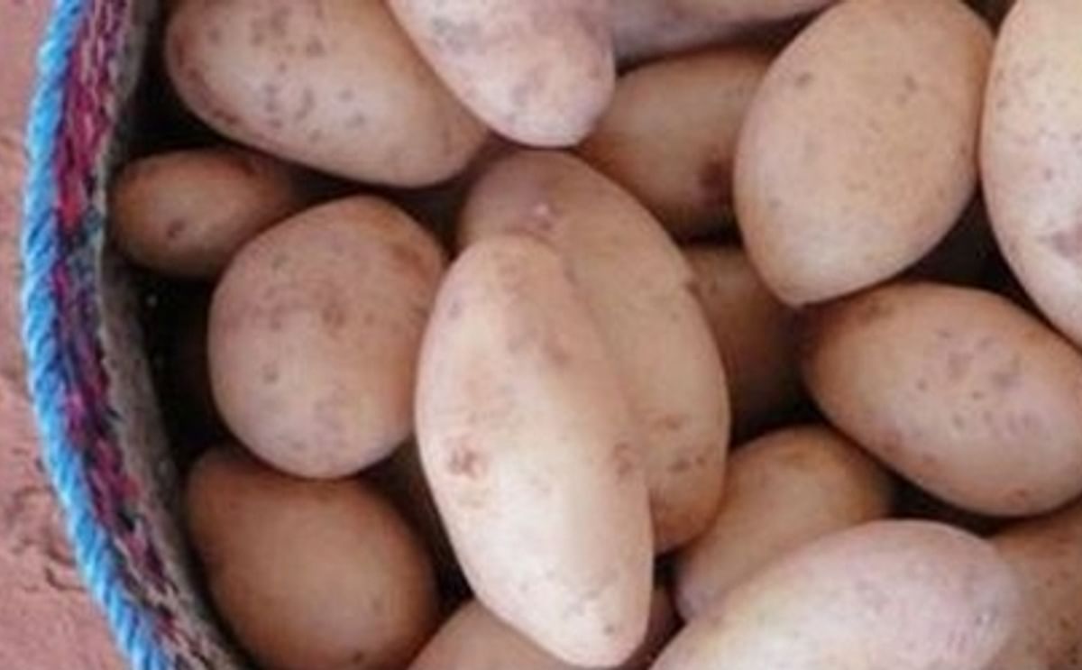 In Italy, early potatoes from North Africa are the leading product on the market In Italy, early potatoes from North Africa are the leading product on the market